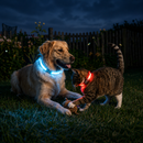 Collier Lumineux Rechargeable