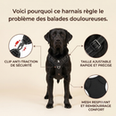 harnais pour chien