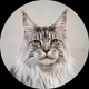 Portrait de chat Maine Coon