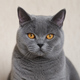 Portrait de chat British Shorthair