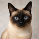 Portrait de chat Siamois