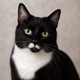 Portrait de chat noir et blanc