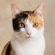 Portrait de chat tricolore