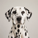Portrait de chien de la communauté AuxCoeursDesAnimaux