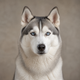 Portrait de chien de la communauté AuxCoeursDesAnimaux