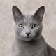 Portrait de chat bleu russe