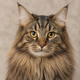 Portrait de chat des forêts norvégiennes