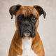 Portrait de chien de la communauté AuxCoeursDesAnimaux