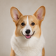 Portrait de chien de la communauté AuxCoeursDesAnimaux