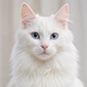 Portrait de chat Angora blanc