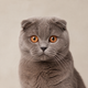 Portrait de chat Scottish Fold