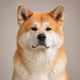 Portrait de chien de la communauté AuxCoeursDesAnimaux