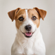 Portrait de chien de la communauté AuxCoeursDesAnimaux