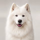 Portrait de chien de la communauté AuxCoeursDesAnimaux