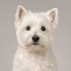 Portrait de chien de la communauté AuxCoeursDesAnimaux