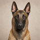 Portrait de chien de la communauté AuxCoeursDesAnimaux
