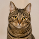 Portrait de chat tigré brun