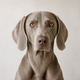 Portrait de chien de la communauté AuxCoeursDesAnimaux